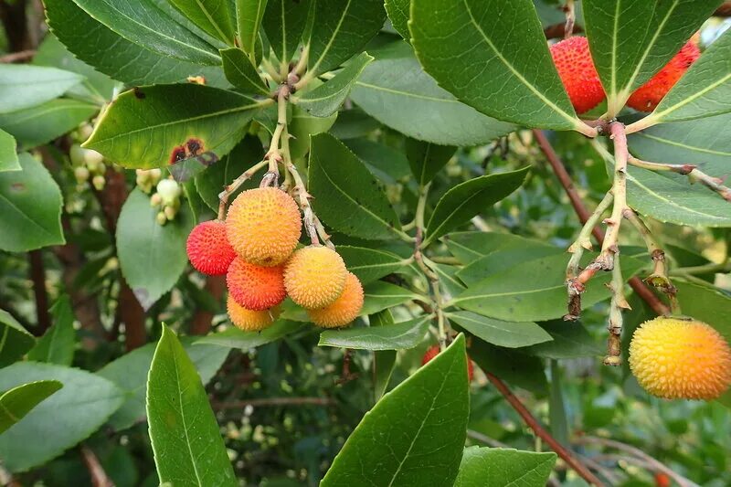 Кудрания земляничное дерево. Кудрания. Гудрация клубничное дерево. Кудрания. Малиновое клубничное дерево кудрания.