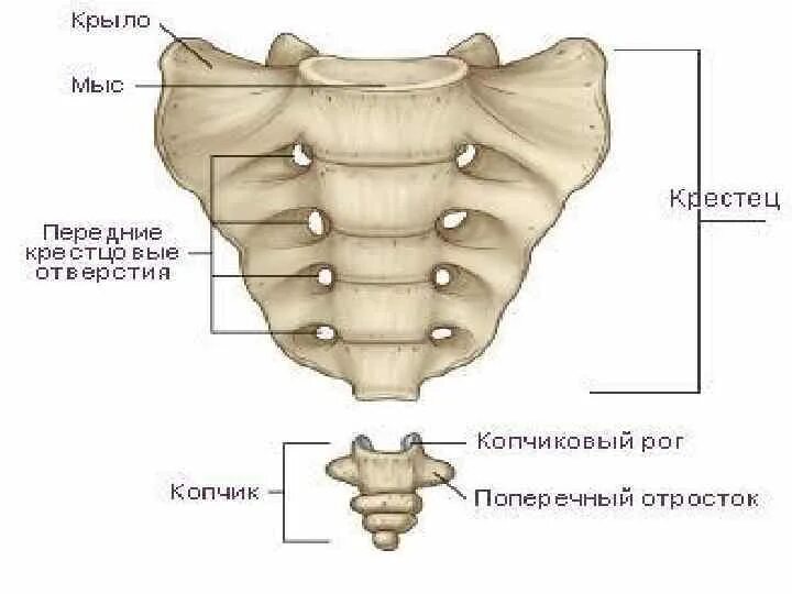 Строение крестца и копчика. Строение копчикового отдела позвоночника. Строение позвонков крестца копчика. Крестец и копчик анатомия.