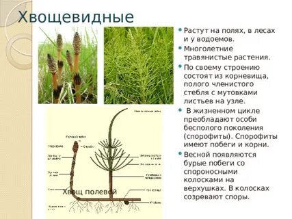 Представители хвощевидных растений