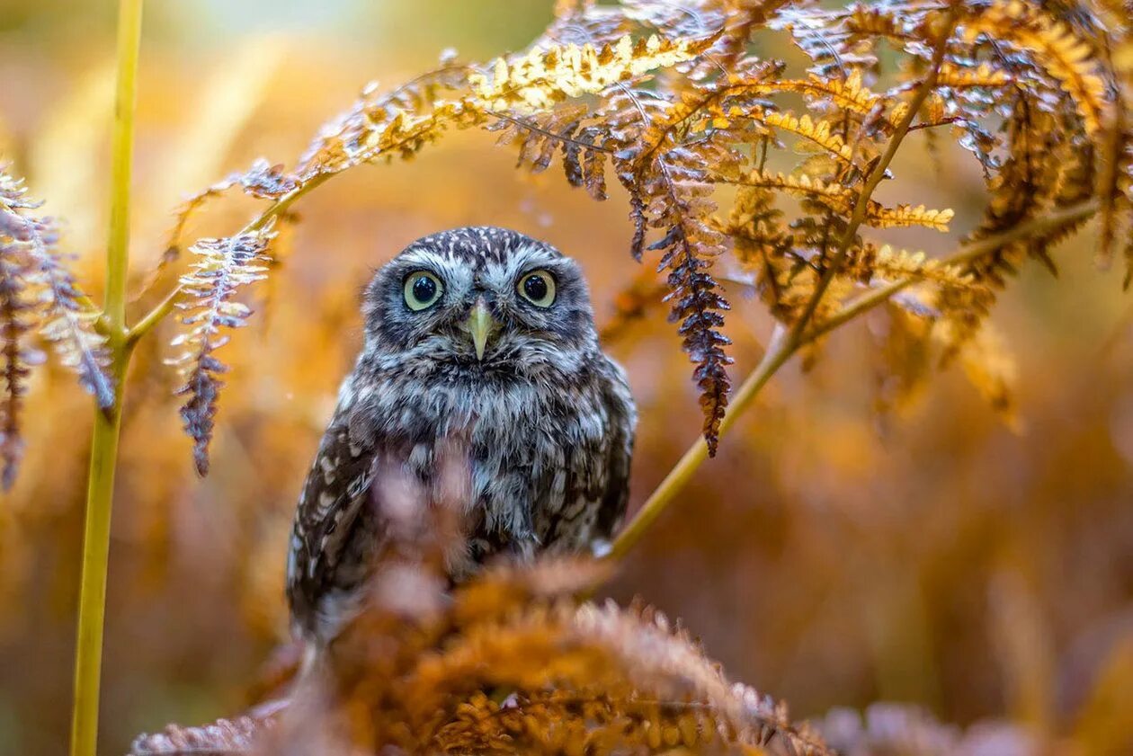 Морфологическийрвзбор. Разбор прилагательного красивый. Морфологический разбор глагола стоял. Зимние животные. Филин.
