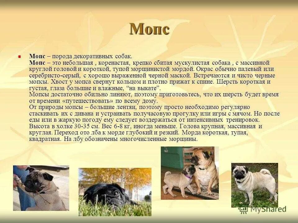 Мопс рассказ о породе 2 класс. Рассказ про Момса 3 класс. Рассказы отпародах собак. Описание любой собаки.