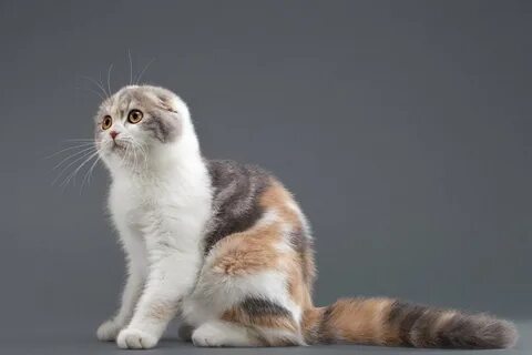 Окрас шотландцев