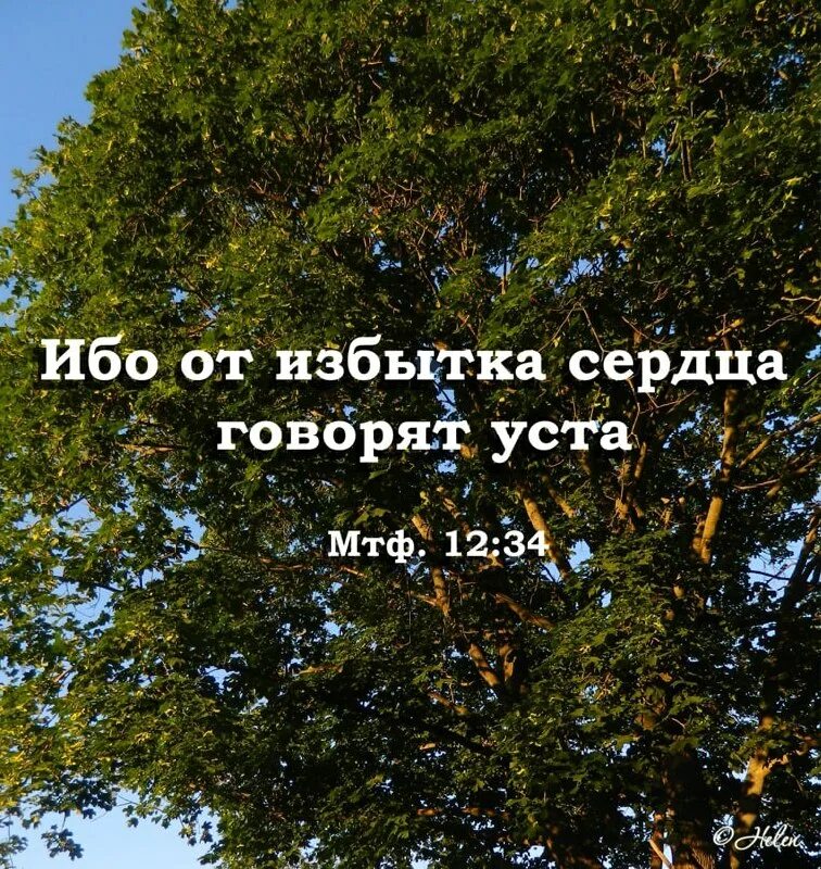 От избытка сердца. Ибо от избытка сердца говорят уста. От избытка сердца говорят уста. От избытка сердца говорят уста. Добрый человек из доброго сердце выносит сокровище.
