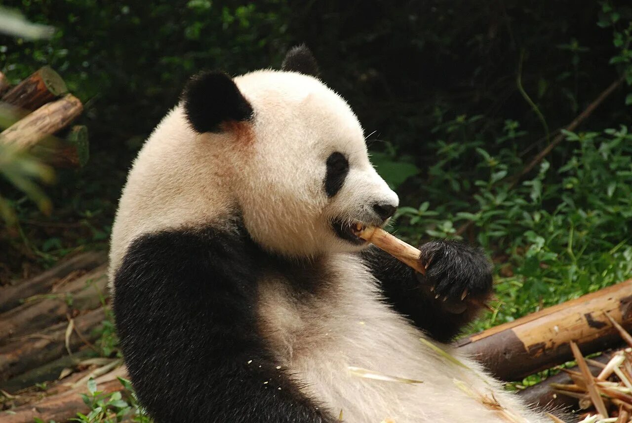 Хвост панды. Панда по. Хвост панды. Тибетская панда. У панды есть хвост.