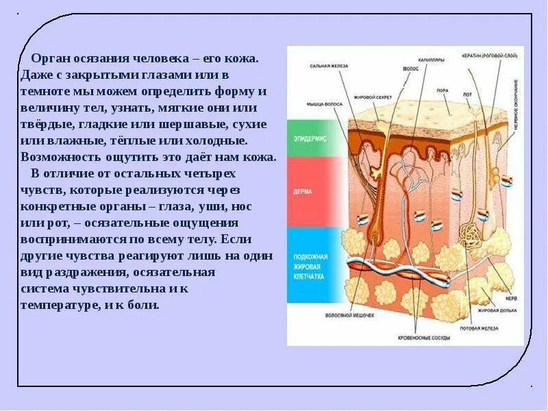 Органы осязания у человека. Орган осязания строение. Органы осязания кожа строение и функции. Осязание строение кожи.