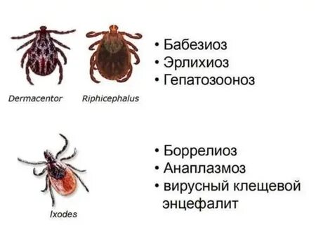 Передаваемый клещом инфекция