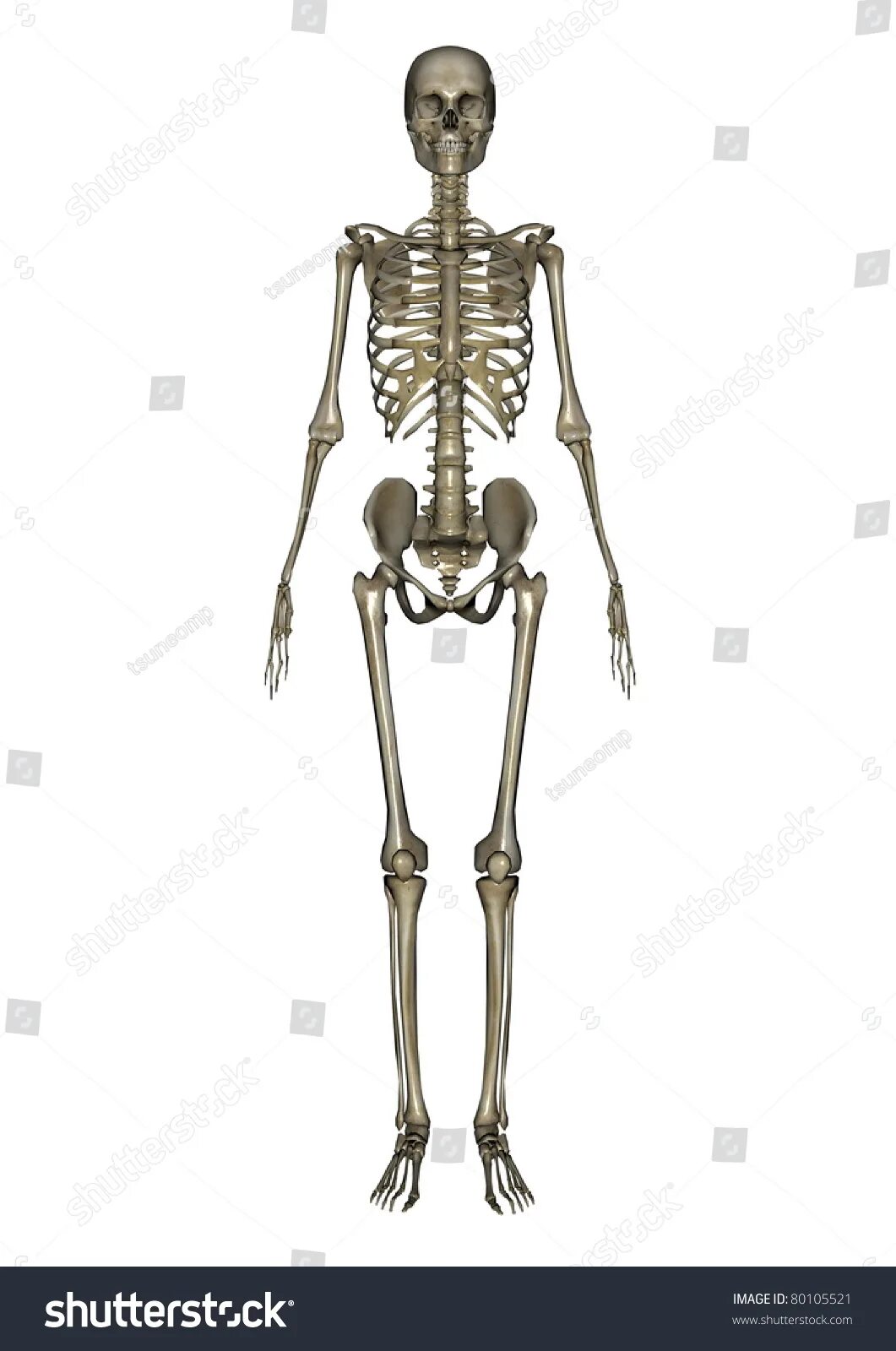 Скелет человека. Скелет человека анатомия. Скелет человека картинка для детей. Накаченный скелет.