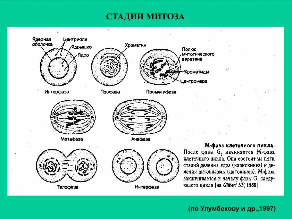 Митотический цикл фазы митоза. Схема митоза клетки. процессы митоза по порядку. этапы митоза 9 класс. указать фазы митоза в картинках.