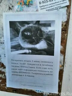 Что делать если потерялся котенок