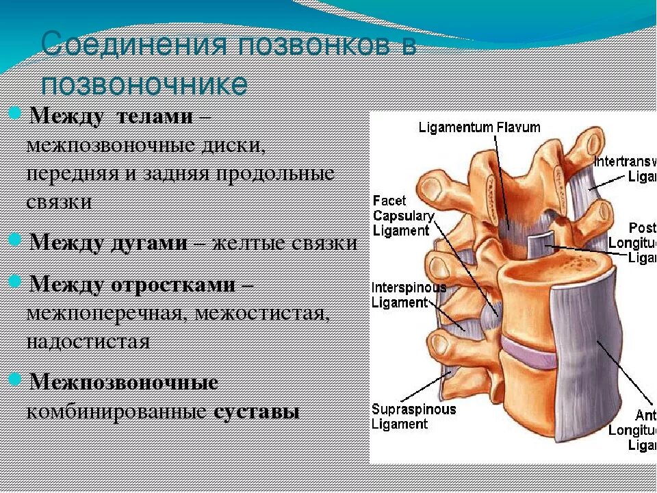Связки тела. Соединение позвонков вид сбоку. Соединение суставных отростков позвонков. Соединение позвонков в позвоночном столбе. Соединения позвонков анатомия.
