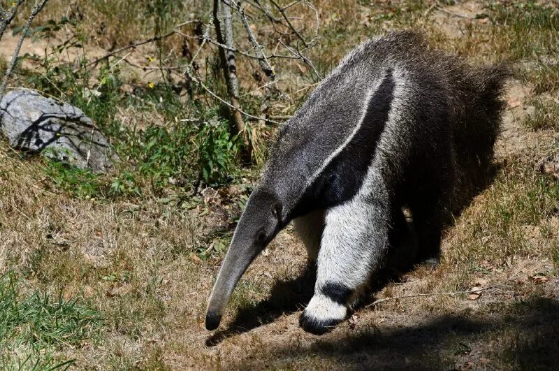 отряд насекомоядные муравьед. животное с длинным носом похожее на муравьеда. тамандуа южной америки. животные африки трубкозуб. четырёхпалый муравьед тамандуа.