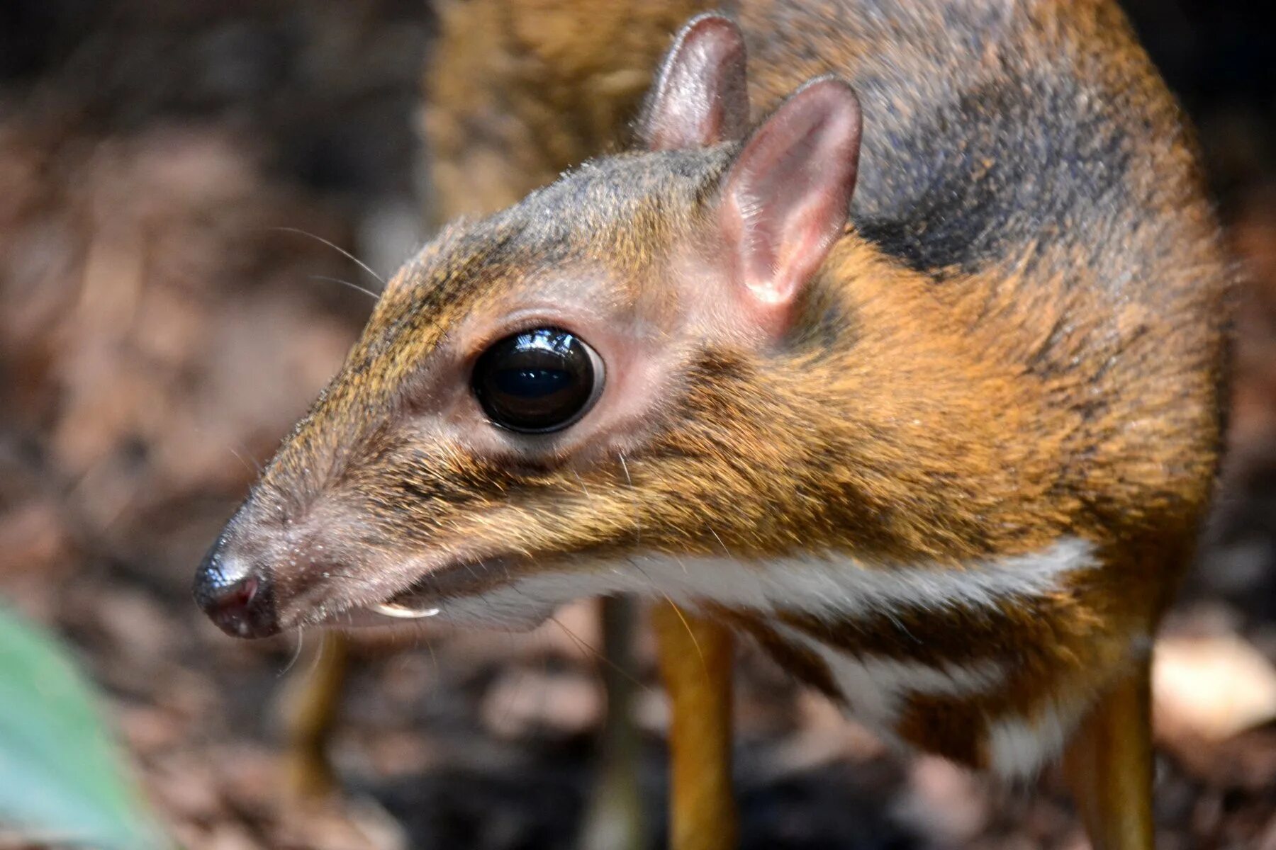 Яванский малый канчиль. Мышиный олень канчили. Мышевидный олень канчиль. Мышиный олень. Яванский малый канчиль.