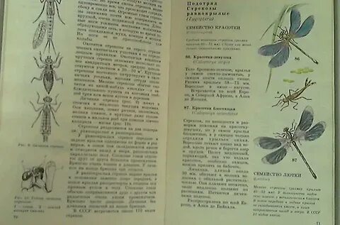 Атлас определитель 2 класс насекомые