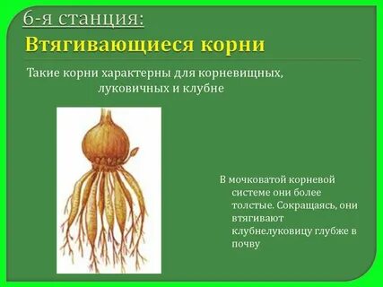 Для мочковатой системы характерно