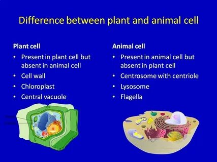 Many plant and animal