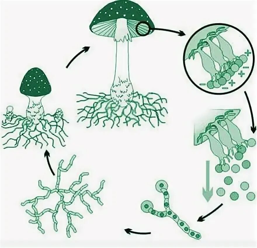 Образование спор - бесполое размножение грибов.. Бесполое размножение гриба. Размножение грибов спорами схема. Размножение грибов мицелием. Спора особая клетка