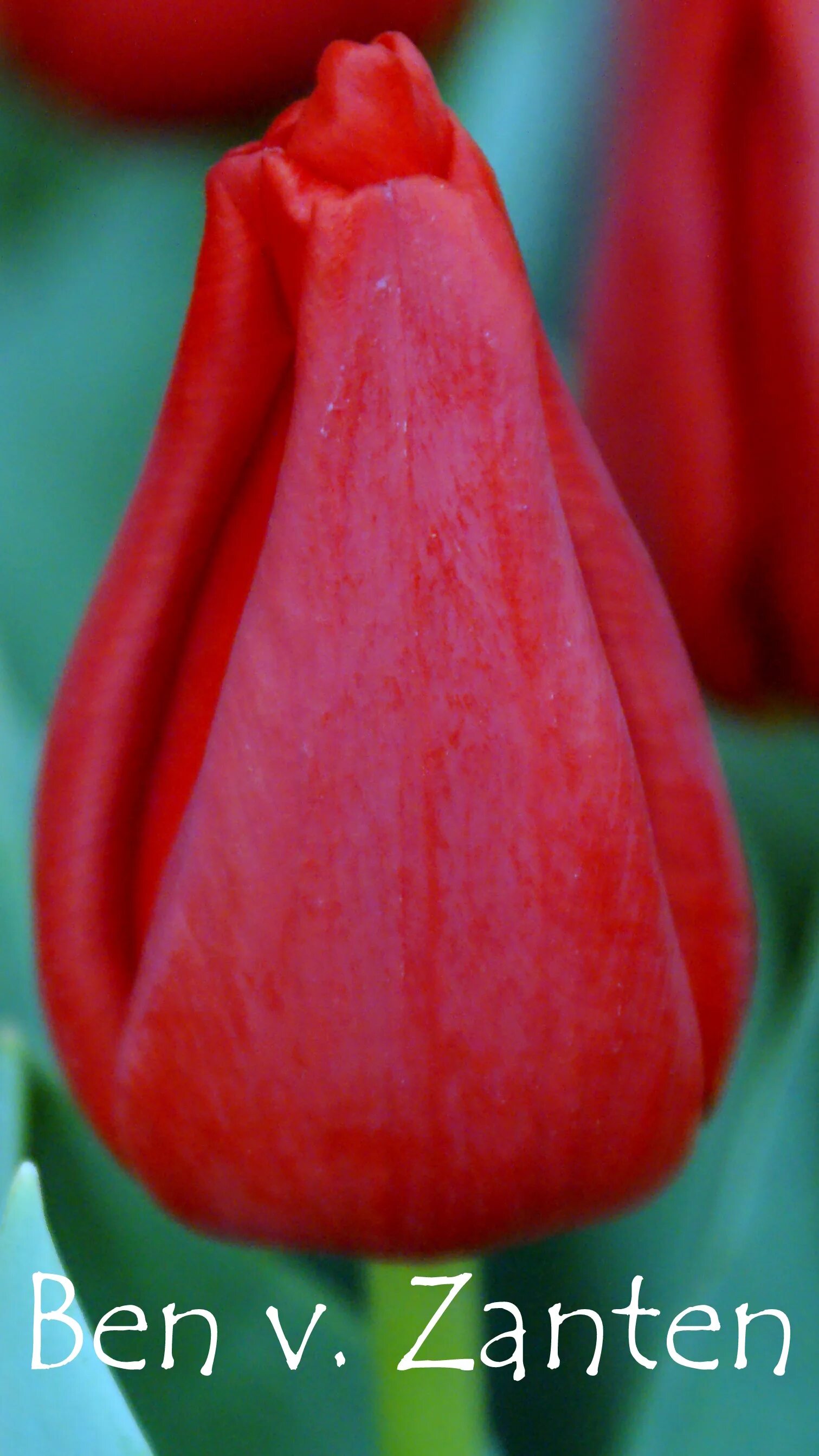 Tulip Christmas Marvel Plants Tulips, Easy to grow bulbs, Pink tulips