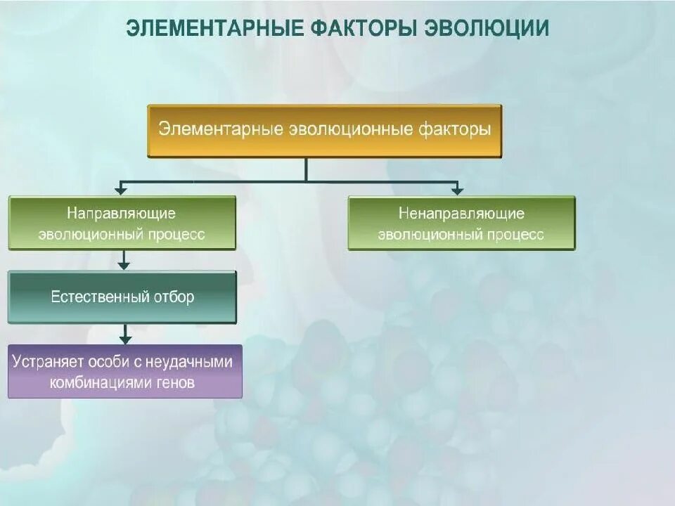 Многообразие элементарных эволюционных факторов. Элементарные факторы эволюции. Элементарные эволюционные факторы. Ненаправляющие факторы эволюции. Факторы направляющие эволюционный процесс.