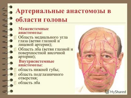 Область лица и шеи