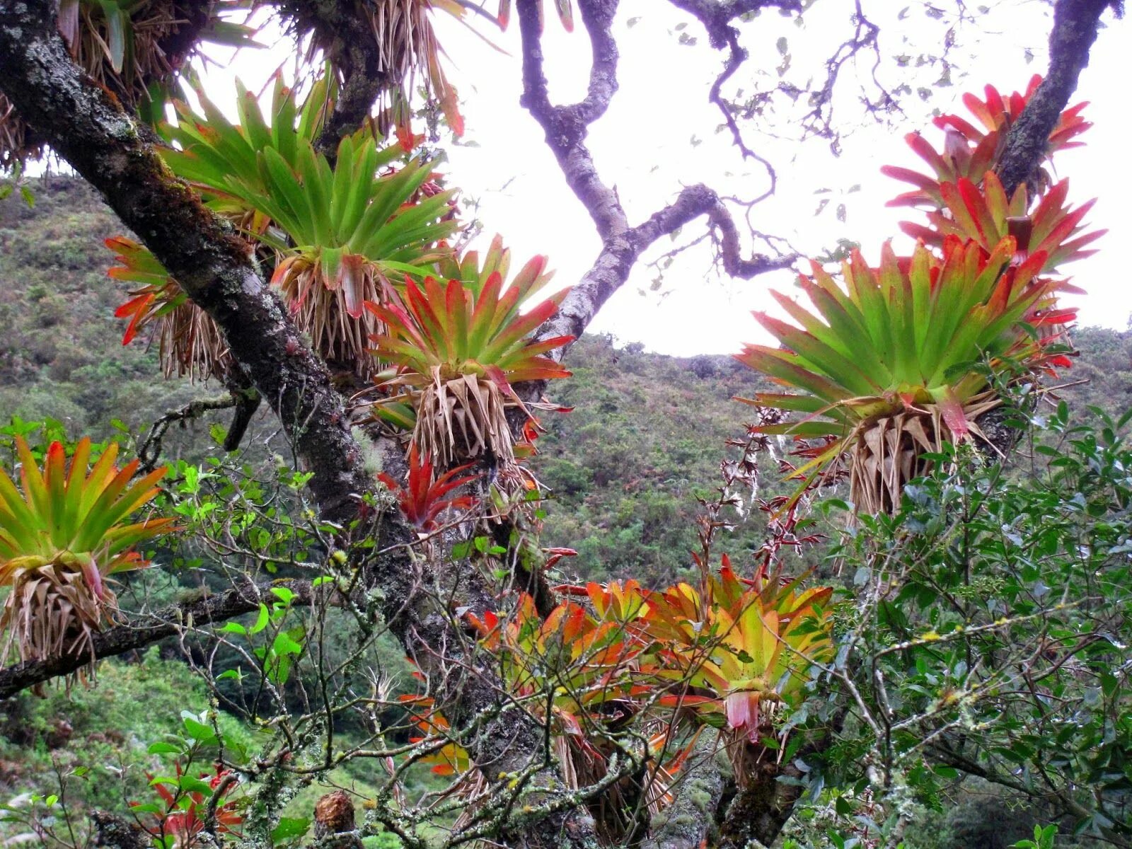 Rainforest plants. Бромелиевые Эпифиты. Эпифиты тропического леса. Эпифиты Южной Америки. Эпифиты Северной Америки.