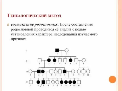Генеалогический метод основан на изучении