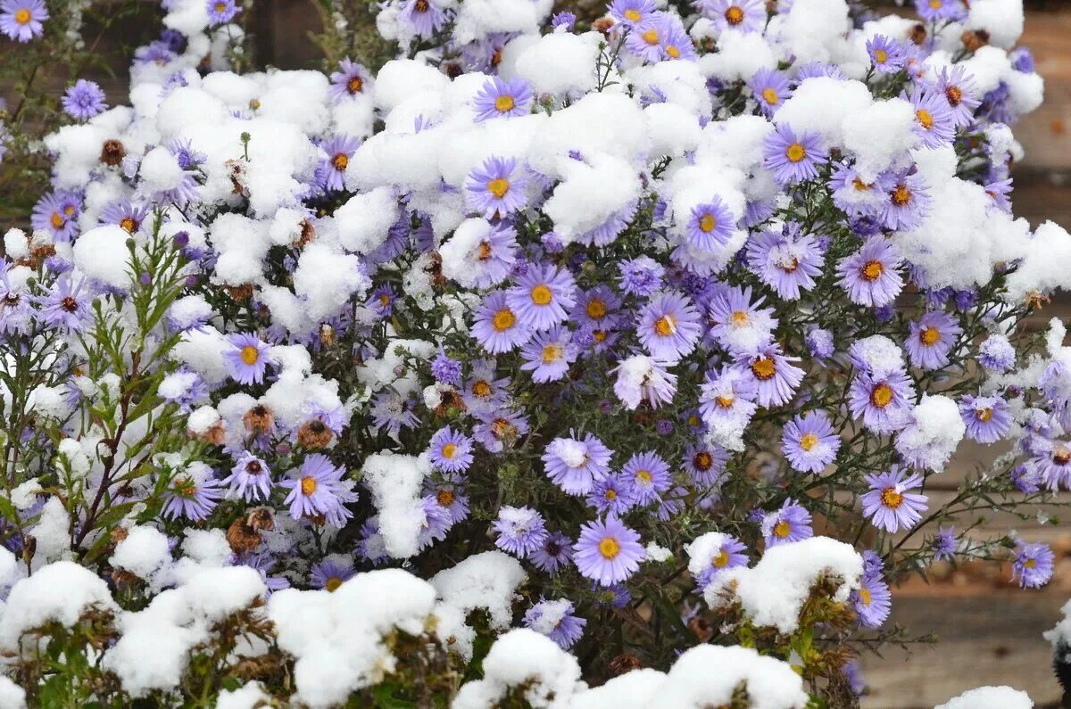 Много заморозков. Сентябринка снежный городок цветок. Зимние цветы. Цветы зимой.