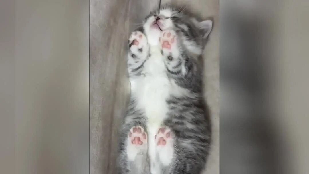 Котики милота. Покажи котят. Кот машет. Она показала котенка. Котёнок показывает лапу.