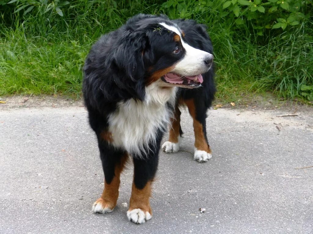 Барон порода. Бернский зенненхунд барон. Пиренейский зенненхунд. Барон собака букиных. Бернский зенненхунд голубоглазый.