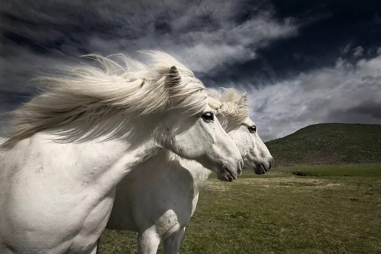 Красивые лошади. Белый конь. Красивый конь. Красивый белый конь.