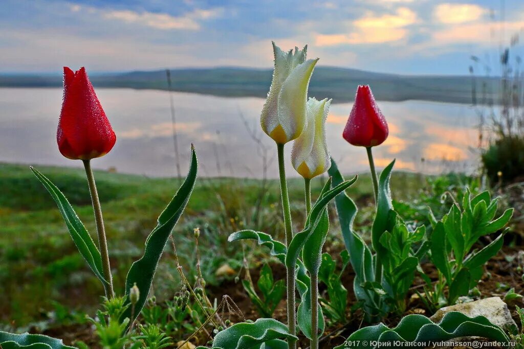Тюльпан шренка. Tulipa borszczowii. Алые маки иссык-куля. Цветок на казахском. Tulipa kolpakowskiana.