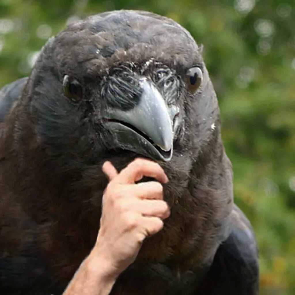 Страшный гусь. Цапля китоглав. Пеликан остужает позвоночник. Калифорнийский кондор птица. Пеликан мешконос.