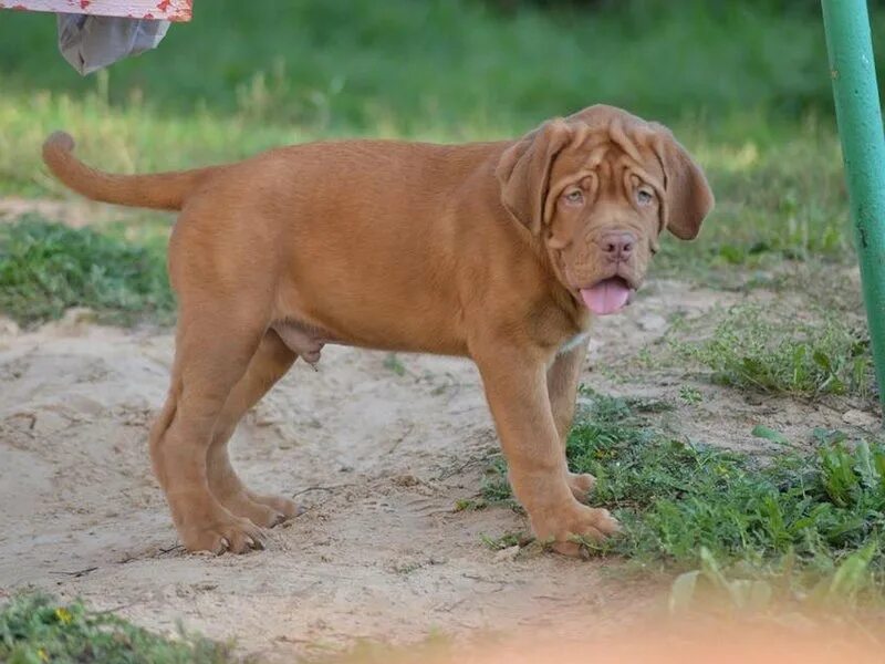 немецкий дог щенок. немецкий дог. немецкий дог купить щенка в перми. собаки породы немецкий дог. королевский дог и немецкий дог.