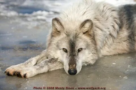 Wolf gallery