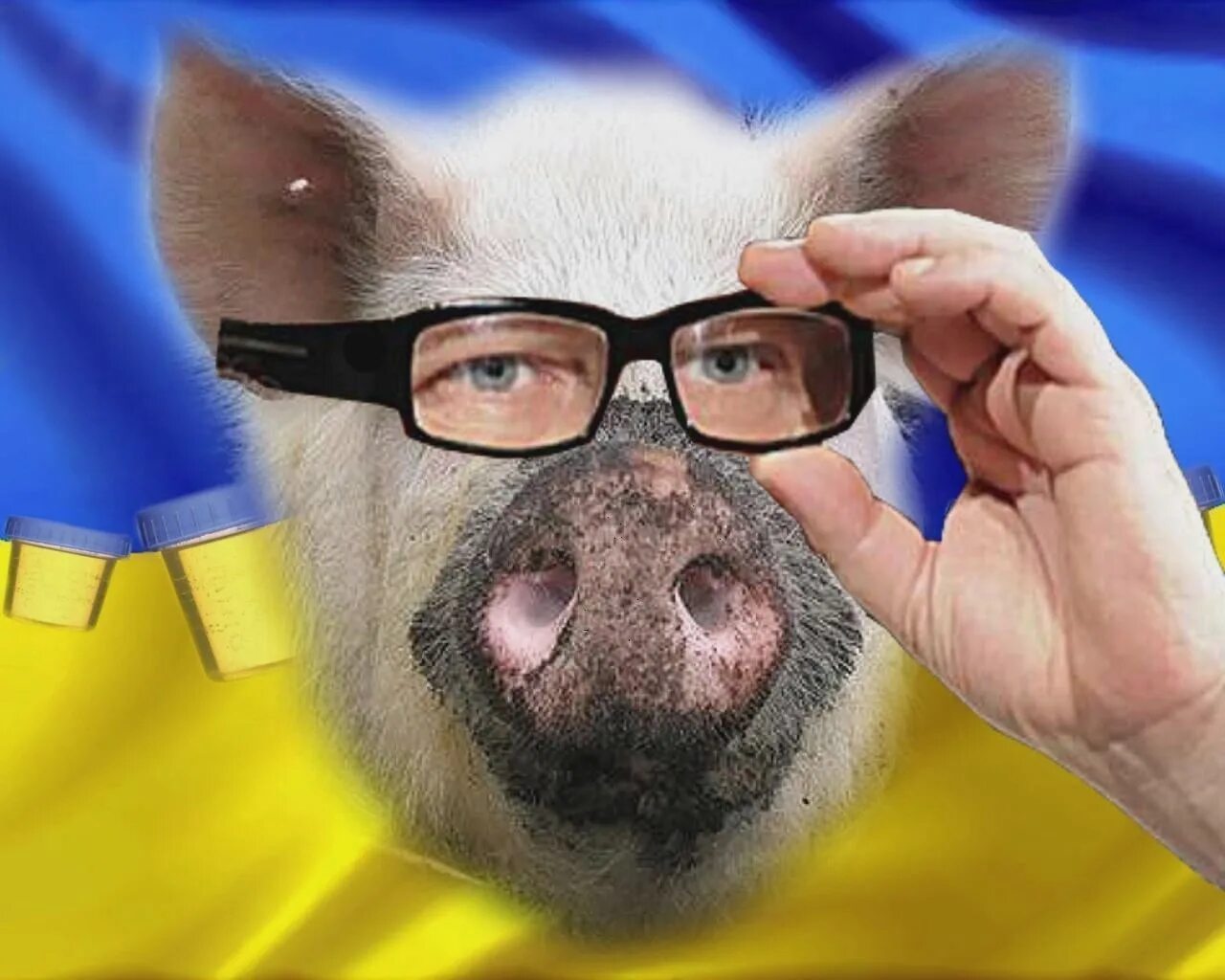 Украинские свинки. Свинья на фоне украинского флага. Поросенок с украинским флагом.