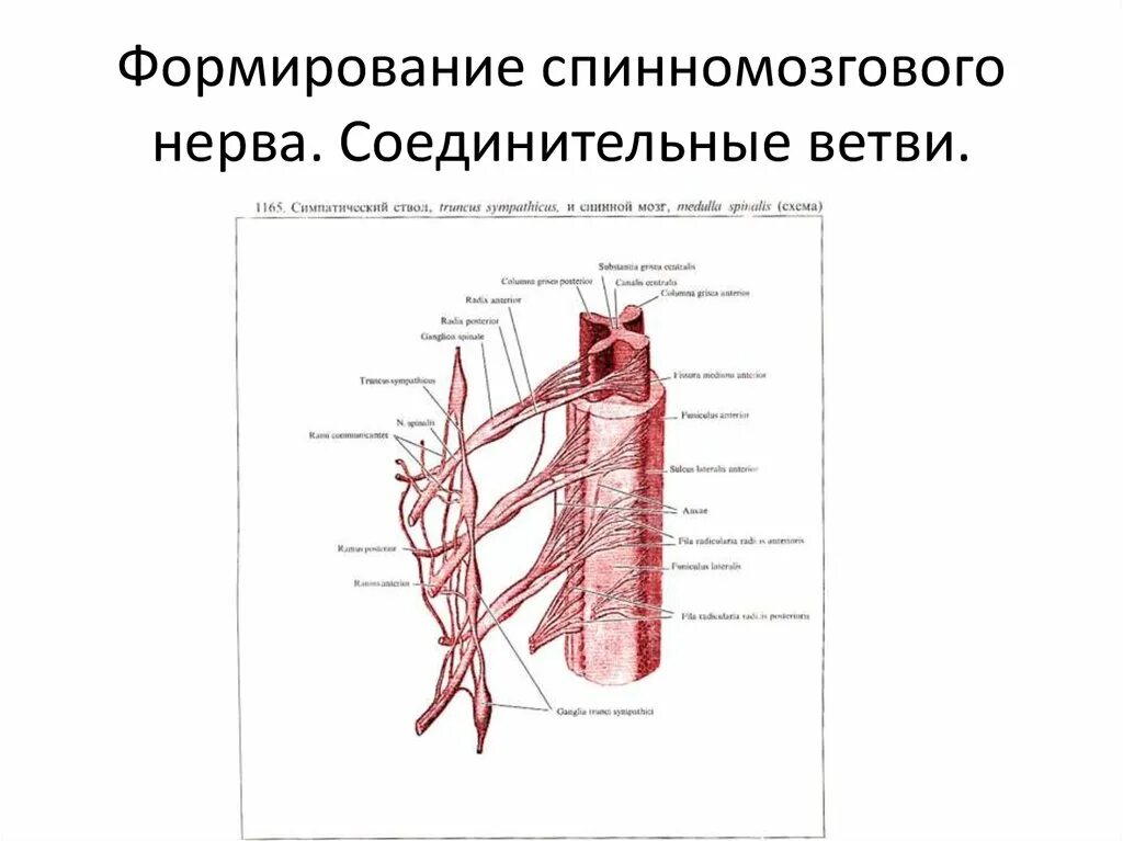 Оболочечная ветвь спинномозгового нерва. Менингеальные ветви спинномозговых нервов. Схема формирования спинномозгового нерва. Формирование и ветвление спинномозгового нерва.