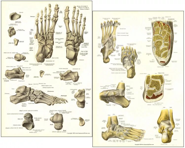 Фото стопы человека с названием. Стопа анатомия строение кости. Кости стопы человека анатомия. Строение скелета стопы. Анатомия кости стопы Билич.