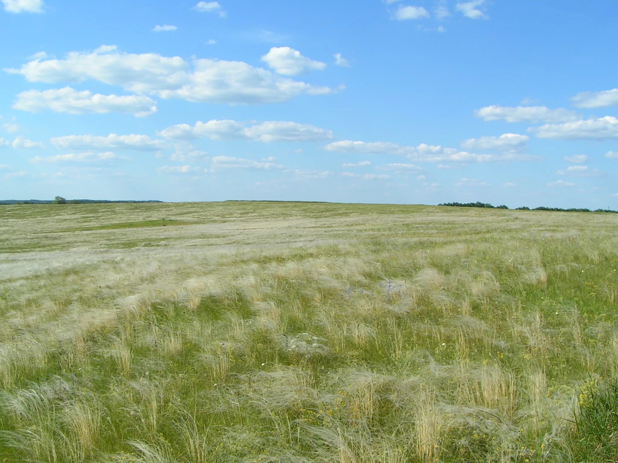 сарыозекская степь. великие равнины сев америка. сарыозекская степь. бельцкая степь. северный участок степи.
