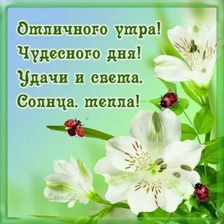 Пожелания счастья и прекрасного дня