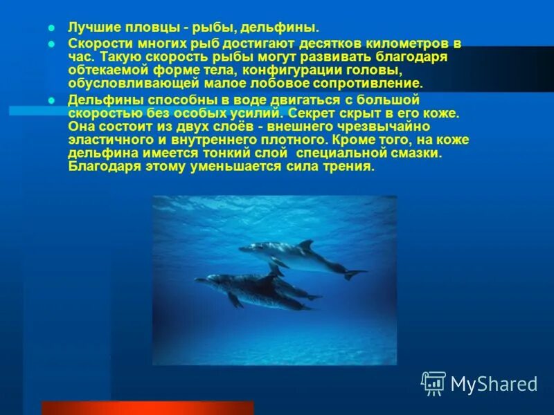 Скорость дельфина в 2 раза. Скорость дельфина в 2 раза