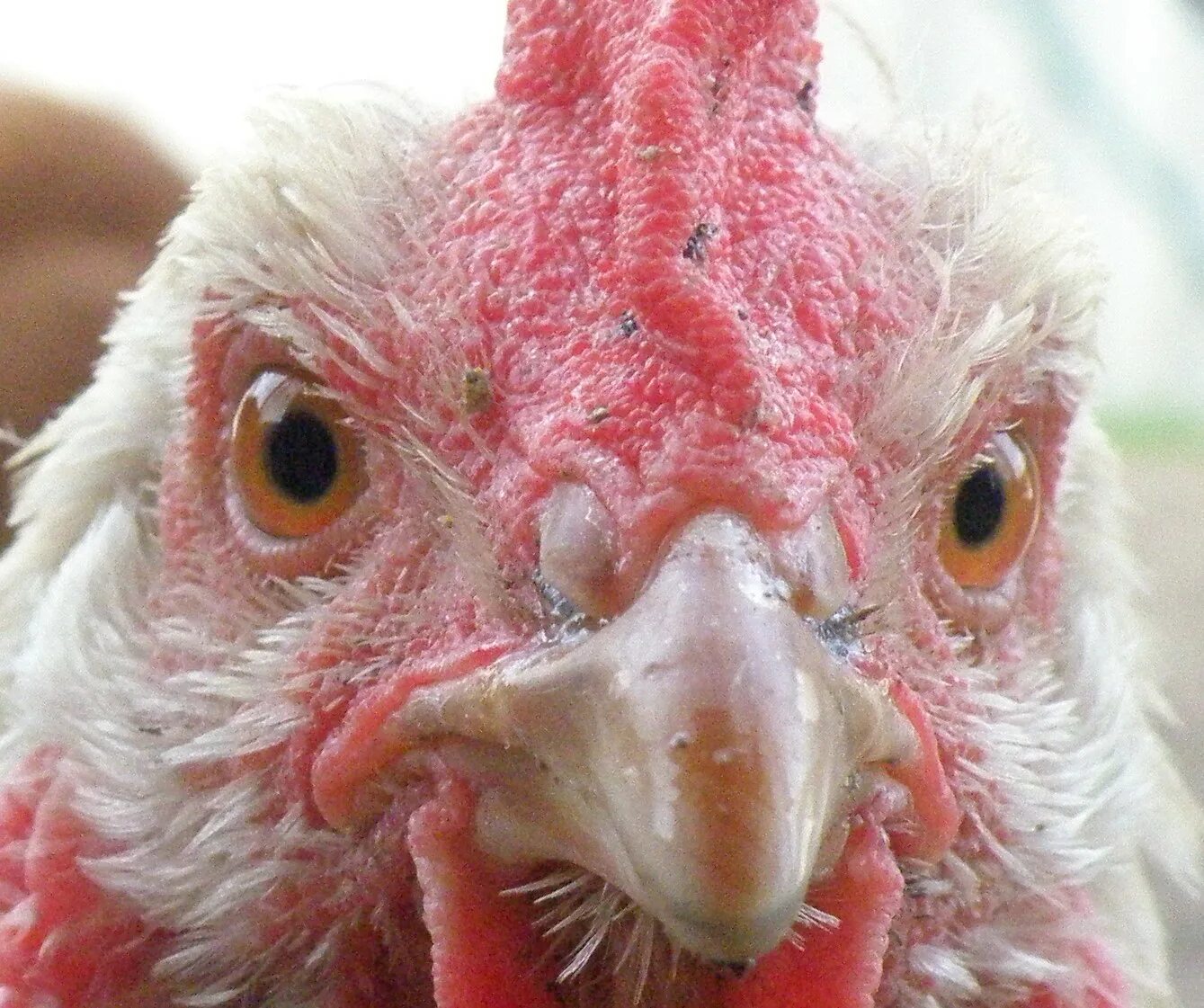 Голошейка куры. Лицо петуха. Голова петуха. Клюв курицы. Морда курицы.