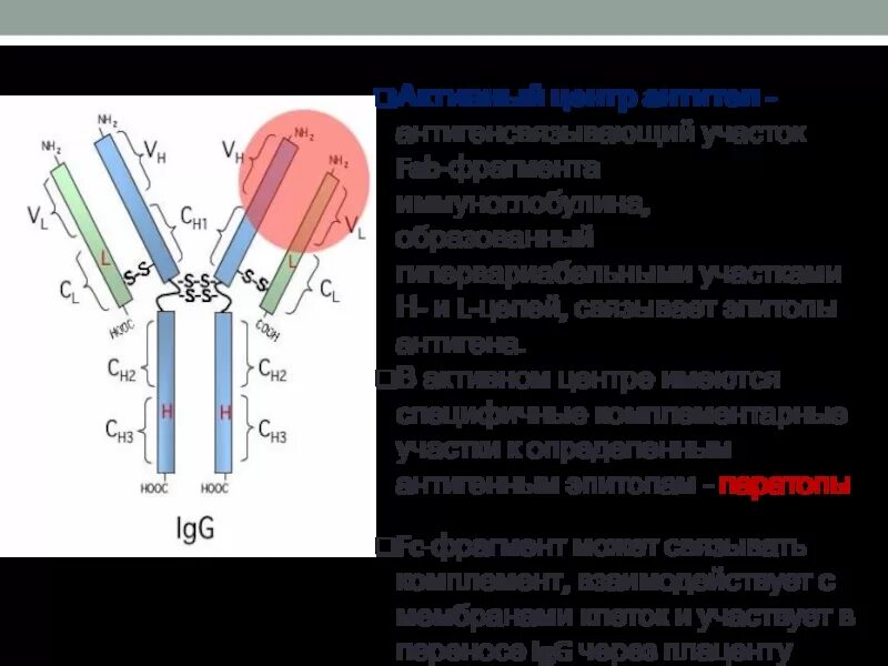 Строение активного центра антитела. Иммуноглобулин антитела антигены. Антигенсвязывающий и активный центр антител. Активный центр иммуноглобулина это. Фрагменты иммуноглобулинов
