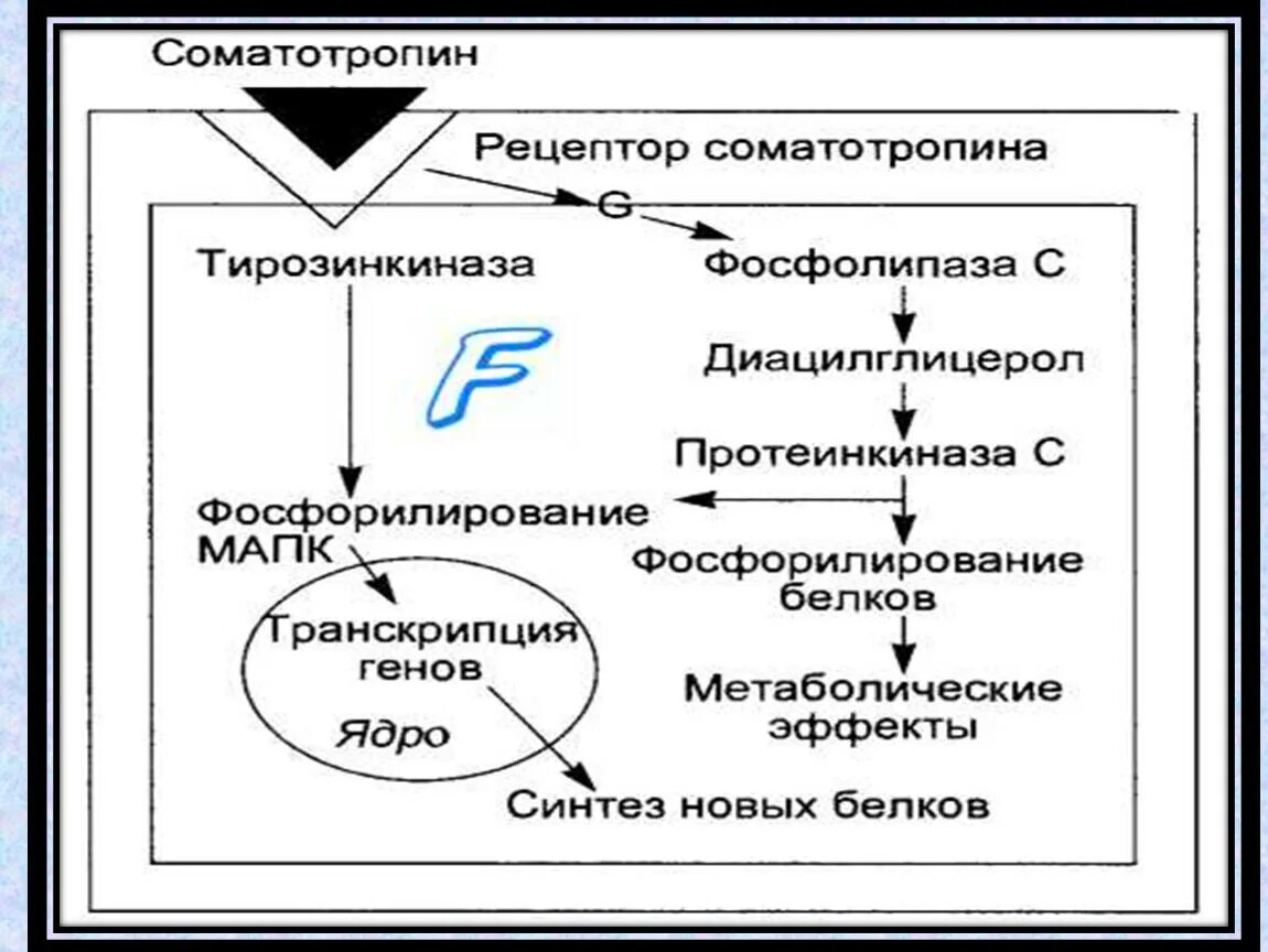 Получение соматотропина. Соматотропный гормон Синтез схема. Соматотропный гормон регуляция синтеза. Механизм действия соматотропного гормона схема. Механизм действия СТГ биохимия.