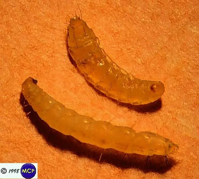 куколка блохи