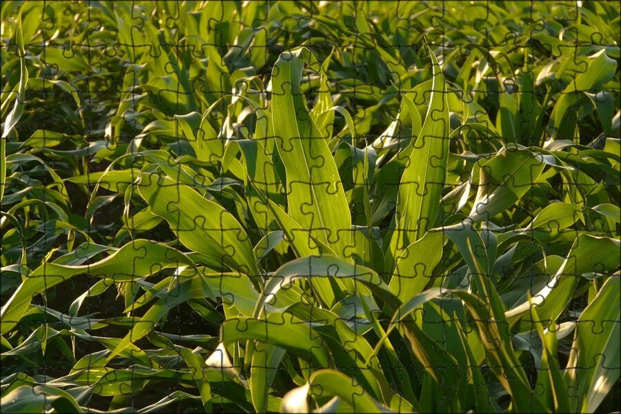 Кукурузные листья купить. Лист кукурузы. Кукурузное поле. Кукурузные листья. Кукуруза листва.