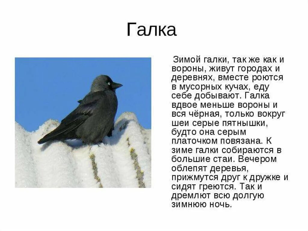 Жила ворона в заколоченном на зиму ларьке. Галка зимующая птица или Перелетная. Птица Галка описание для детей. Галка краткое описание для детей. Зимующие птицы Галка.