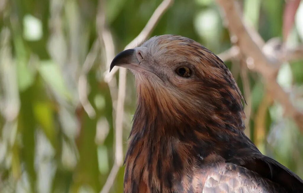 Чубатые голуби. Чубата. Чубатый коршун. Какаду фото. Чубатая цесарка.