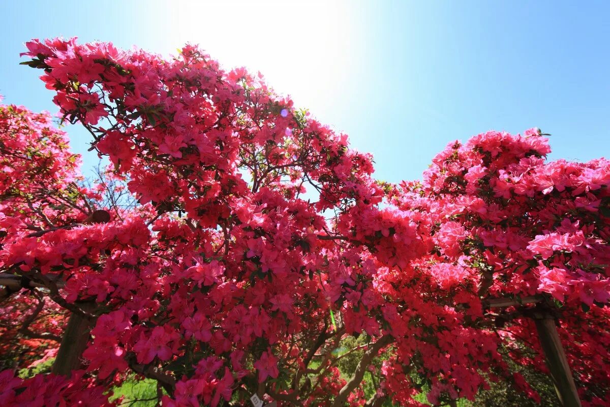 Церцис Китайский (Cercis chinensis): купить 3 семени с доставкой на Tropics Seed