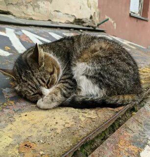 Котиков видела