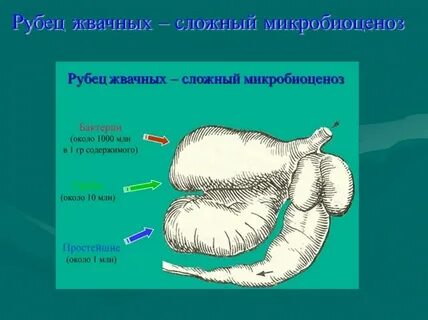 Норма сокращения рубца