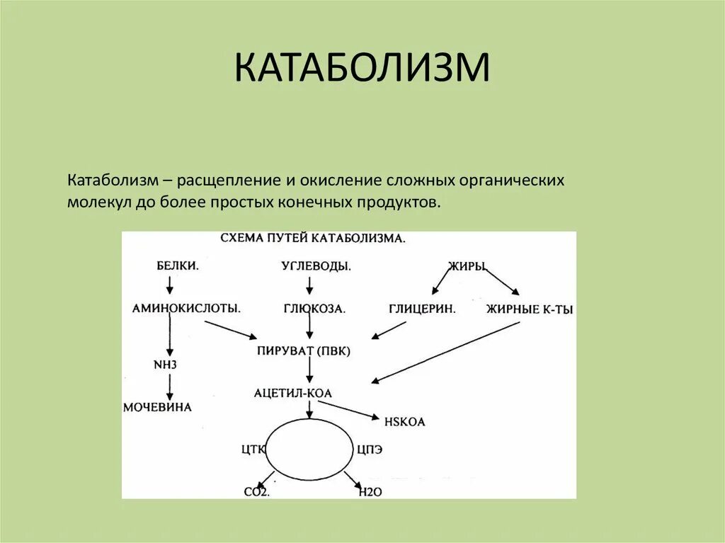 Катаболизм жиров схема процесса. Общая схема катаболизм белков. Конечные продукты катаболизма белков. Схема катаболизма углеводов биохимия.